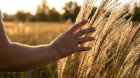 Hand gently touching golden wheat stalks in warm sunlight during harvest season, representing agriculture, farming, and natural grain production.