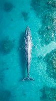 Aerial view of majestic whale swimming in crystal clear turquoise ocean waters from above, marine wildlife conservation and ocean ecosystem concept.