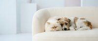 Adorable cat and dog sleeping peacefully together on white sofa in bright modern living room interior showcasing friendship and companionship.