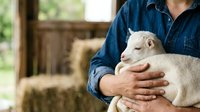 Farmer in denim shirt holding young white lamb in arms at rural farm barn, depicting livestock care and agricultural work.