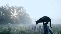 Black cat stretching on wooden fence post in misty morning field with lavender flowers and sunlight filtering through trees in rural countryside.