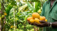 Farmer holding fresh harvested mangoes in hands against tropical plantation background, agricultural produce and farming concept.
