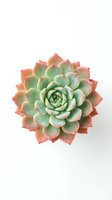 Succulent plant with green and pink rosette leaves isolated on white background for home decor and gardening projects.
