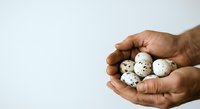 Hands holding quail eggs isolated on white background, suitable for food, nutrition, cooking, and culinary design projects.