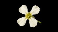 White flower with delicate petals and green stamens, isolated on transparent background. Ready for t-shirt design, stickers, clipart, print on demand, and sublimation projects.