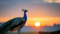Majestic peacock silhouetted against golden sunset sky, displaying vibrant blue and green plumage in natural outdoor setting for wildlife photography.