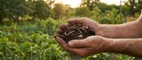 Farmer hands holding rich dark soil in cupped palms with green agricultural field and golden sunset light creating warm farming atmosphere for organic gardening.