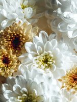 Fresh white and golden chrysanthemum flowers in close-up macro shot showing delicate petals with water drops, creating romantic floral composition.