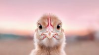 Close up portrait of baby chicken face with big eyes and pink beak against blurred pink sunset background, showing curious expression and detailed feathers.