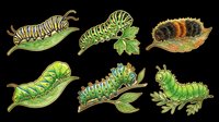 Caterpillar larvae in various stages and species isolated on transparent background, ready for educational materials, children's books, nature clipart, t-shirt designs, stickers, and print-on-demand products.