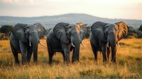 African elephants standing together in golden savanna grassland at sunset, dramatic lighting illuminates their massive forms against mountain backdrop in wildlife scene.