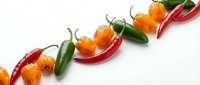 Fresh colorful chili peppers arranged in row on white background. Hot spicy vegetables for cooking, seasoning and culinary ingredients isolated.
