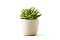 Green succulent plant in minimalist white ceramic pot isolated on white background, suitable for home decor and botanical design projects.