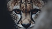 Close-up portrait of cheetah face showing distinctive spotted fur pattern and intense amber eyes with characteristic black tear marks for wildlife photography.