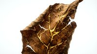 Dried brown leaf with visible veins and decay, isolated on white background, suitable for botanical, nature, and educational design projects.