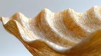 Extreme close-up of wavy seashell texture showing natural ridges and grooves in warm beige and cream tones against white background, highlighting organic patterns.