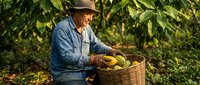 Senior Hispanic male farmer harvesting fresh coffee beans in traditional wicker basket among lush green coffee plants during golden hour sunlight.
