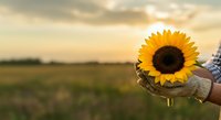 Farmer holding bright sunflower in hand against golden sunset field landscape. Agricultural harvest concept for farming, nature, and countryside themes.