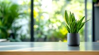 Snake plant in modern gray pot on wooden table against blurred green garden background, creating minimalist home decor atmosphere with natural light.
