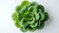 Fresh green napa cabbage with textured leaves arranged in circular pattern on white background, isolated organic produce for healthy eating and cooking.
