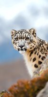 Close-up portrait of snow leopard with piercing blue eyes against blurred mountain background, showing distinctive spotted fur pattern and facial features.