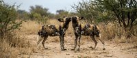 Pack of African wild dogs standing alert in savanna grassland with acacia trees during golden hour wildlife photography.
