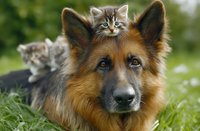 German shepherd dog with adorable tabby kitten sitting on head outdoors in green grass field. Heartwarming friendship between pets for animal lover content.