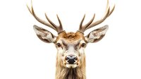 Majestic deer head portrait with large antlers and expressive eyes on white background, isolated wildlife close-up for nature and hunting designs.
