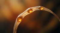 Macro close-up of golden water droplets on curved transparent surface with warm bokeh background creating abstract natural pattern.
