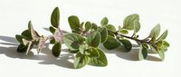 Fresh oregano herb branch with green leaves isolated on white background for culinary cooking and natural seasoning applications.