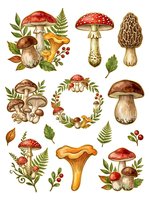 Botanical mushroom and fungi illustrations with forest foliage, berries, and ferns on white background. Isolated vintage-style artwork suitable for design projects.