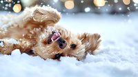 Playful golden cocker spaniel puppy rolling in fresh snow with bokeh lights in background, creating magical winter atmosphere for seasonal greeting cards.