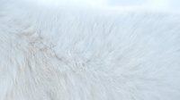 White fluffy fur texture close-up with soft natural fibers creating cozy winter background for luxury fashion and home decor projects.