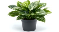 Aglaonema houseplant with striking white-veined green leaves in black plastic pot against white background, isolated decorative indoor foliage plant.