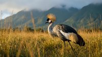 Grey crowned crane standing in golden grassland with misty mountains in background during golden hour light creating serene African wildlife scene.