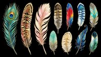Feather collection featuring peacock, eagle, and decorative plumes in vibrant colors isolated on transparent background. Ready for t-shirt designs, clipart, stickers, sublimation, and print-on-demand projects.