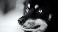 Close-up portrait of black and white husky dog with striking blue eyes against dark background, selective color photography highlighting piercing gaze and facial features.