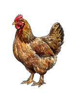 Isolated hand-drawn rooster with red comb and golden-brown plumage on transparent background, suitable for poultry farm designs, agricultural graphics, and clipart applications.