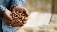 Farmer holding handful of almonds in cupped hands outdoors, showing harvest crop for agricultural, food production, and farming industry use.