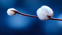 Organic cotton bolls on branch against deep blue background, macro photography showing natural fiber texture and softness. For agriculture and textile industry.