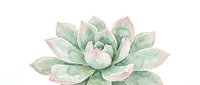 Young succulent plant with pale green and pink-tinted leaves arranged in rosette formation, isolated on white background for design projects, botanical illustrations, and decorative applications.