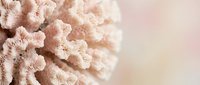 Delicate pink coral formation with intricate branching structure on soft neutral background for marine biology education and coastal decor applications.