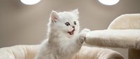 Young white fluffy kitten playing on beige cat furniture, looking up with open mouth and green eyes, indoor pet portrait for animal lovers and cat care content.