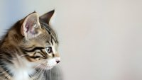 Adorable tabby kitten in profile with striped fur pattern and alert expression against soft neutral background for pet care and animal content.