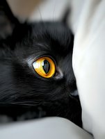 Close-up macro shot of black cat's bright yellow eye with detailed iris pattern and fur texture against soft white background, showing mysterious feline gaze.