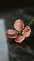 Delicate coral-colored flower with four petals resting on dark reflective surface, creating moody atmospheric composition with soft natural lighting and subtle details.