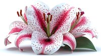 Vibrant stargazer lily flowers with white petals spotted in deep pink, prominent stamens and green leaves on white background, isolated botanical composition.