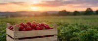 Fresh red apples in wooden crate at sunset farm field with golden light and mountain landscape background for harvest season agricultural produce.
