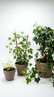 Three potted climbing plants with green foliage in terracotta containers isolated on white background, suitable for interior design, gardening, and home decor projects.