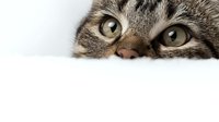 Adorable tabby kitten peeking over white surface with bright golden eyes and striped fur pattern. Curious feline expression for pet care and animal content.